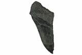 Partial Fossil Megalodon Tooth - Serrated edge #331553-1